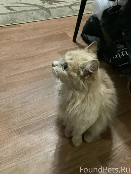 Найдена кошка. Район северный ...