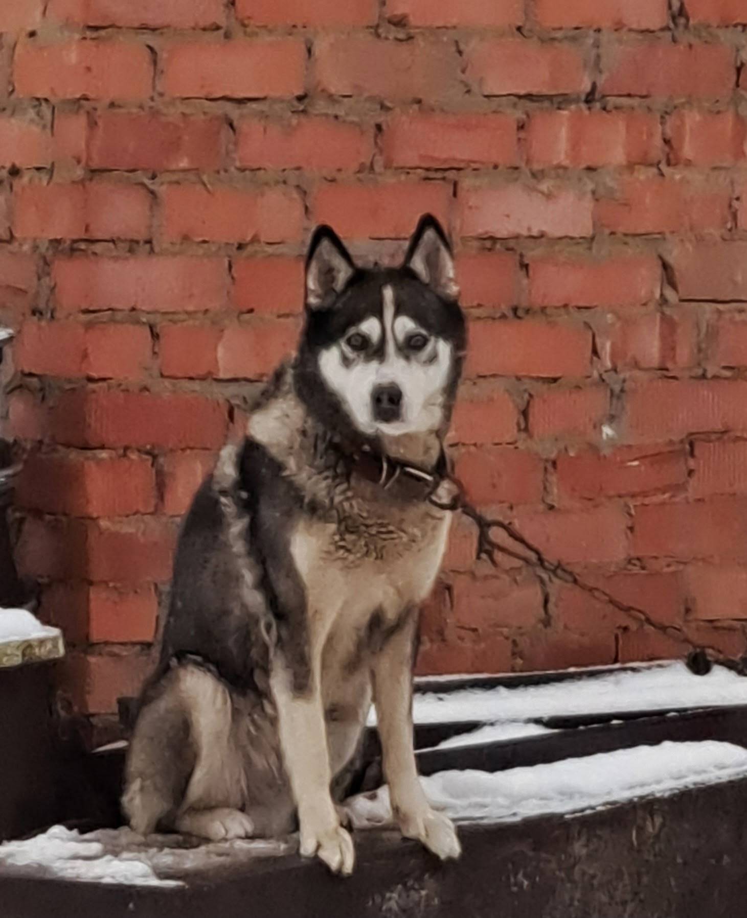 Пропала собака, район аэропорт...