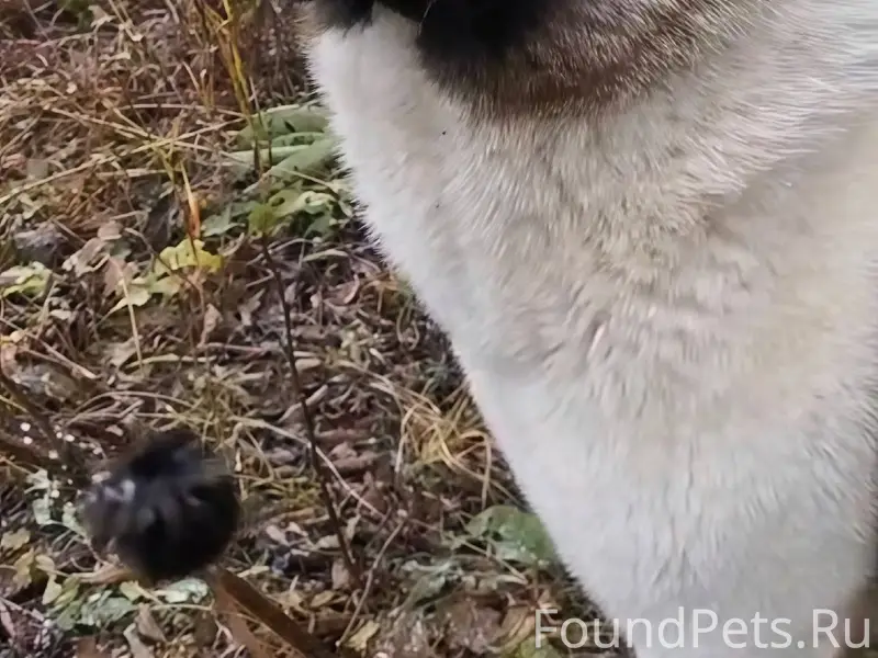 ❗️29 ноября 2025 в районе дере...