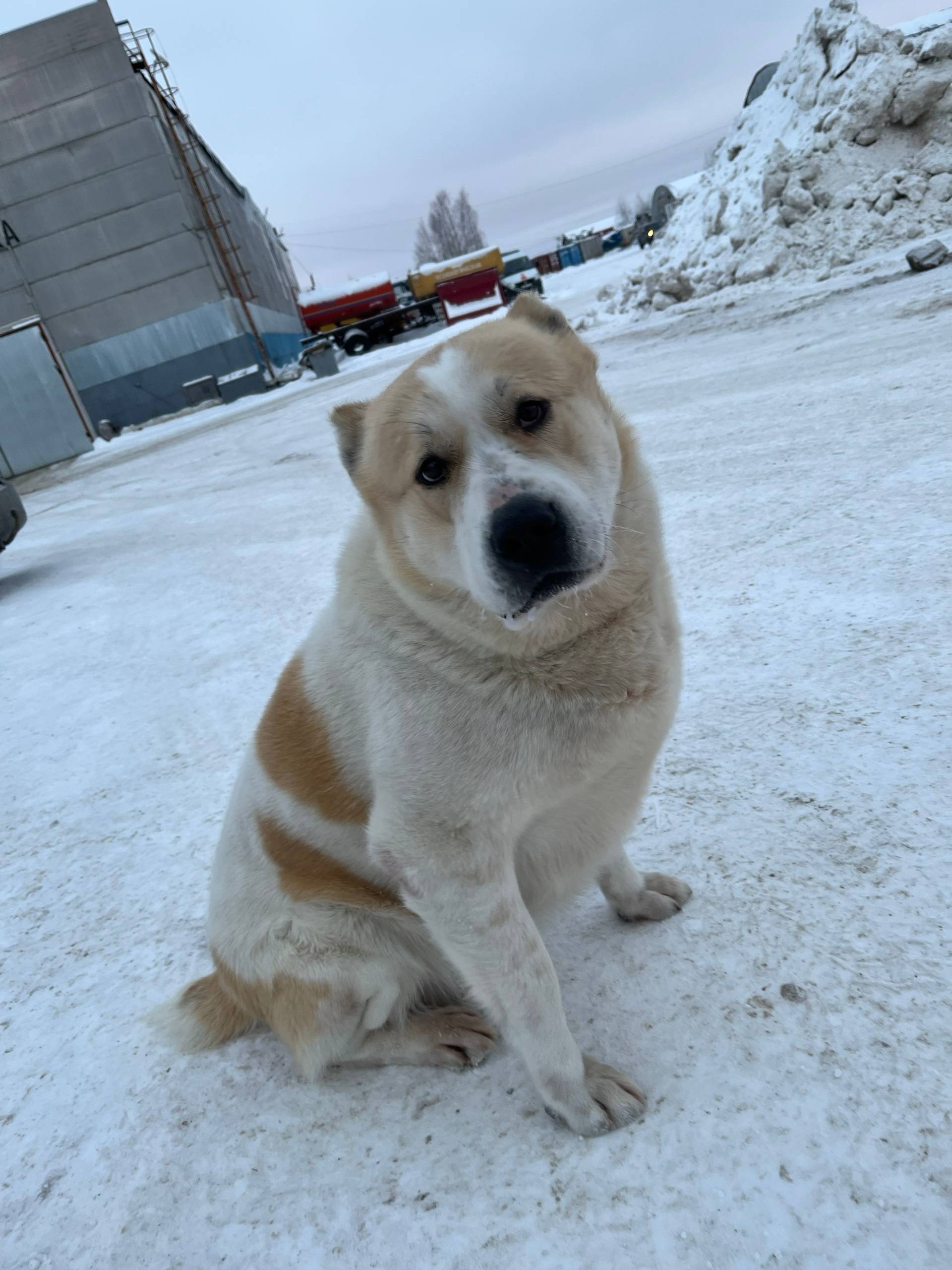 ХМАО г. Лангепас 🔴Внимание! Чь...