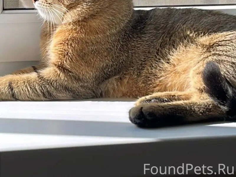 Пропал кот Район Урицкого-Кроп...