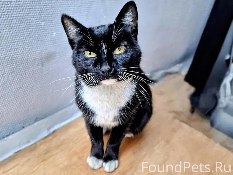 Котенок девочка кошка, около 6...