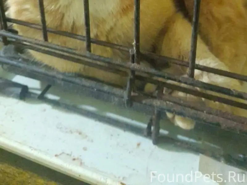 Астрахань! Найден кот, район П...