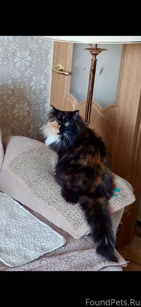 Пропала кошка, Парковая 13 Её ...