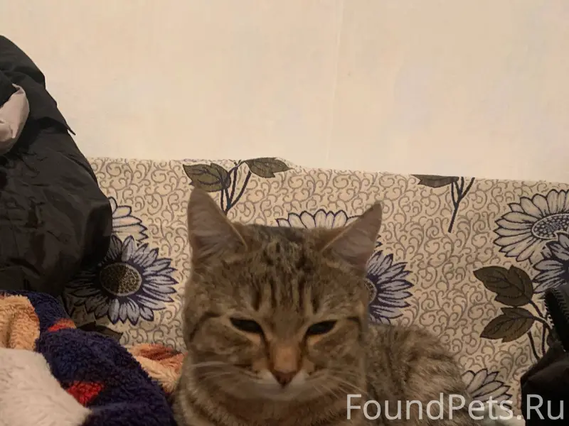 Найден КОТ возле пятерочки в ц...