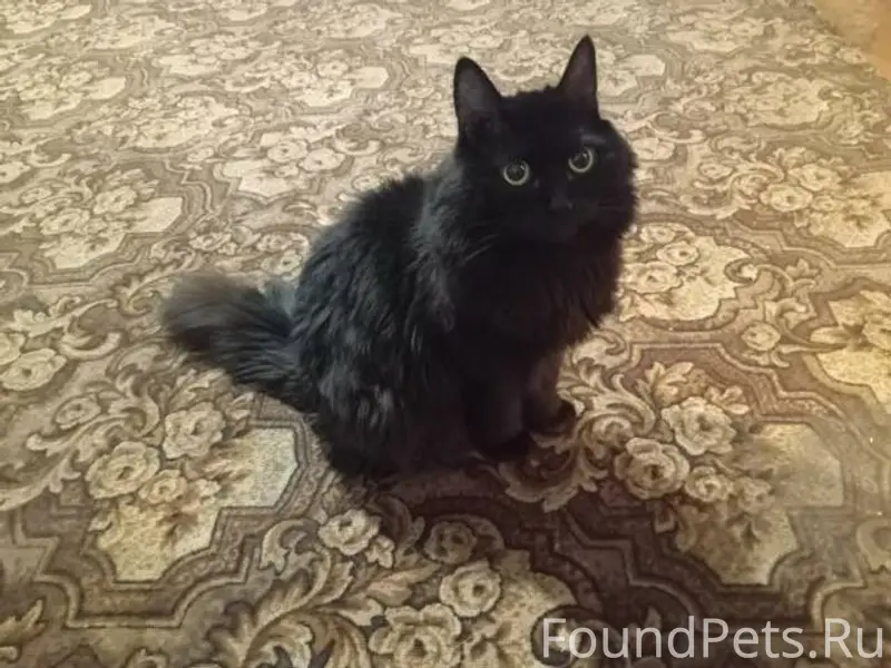 Пропал кот, Косоротова 16, мож...