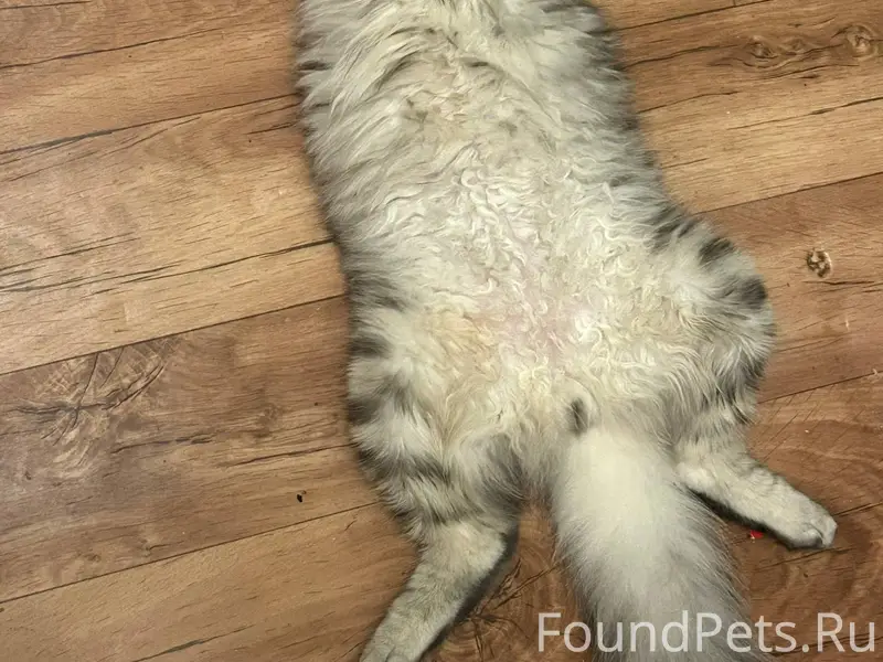 ПРОПАЛ КОТ в районе журжево, е...