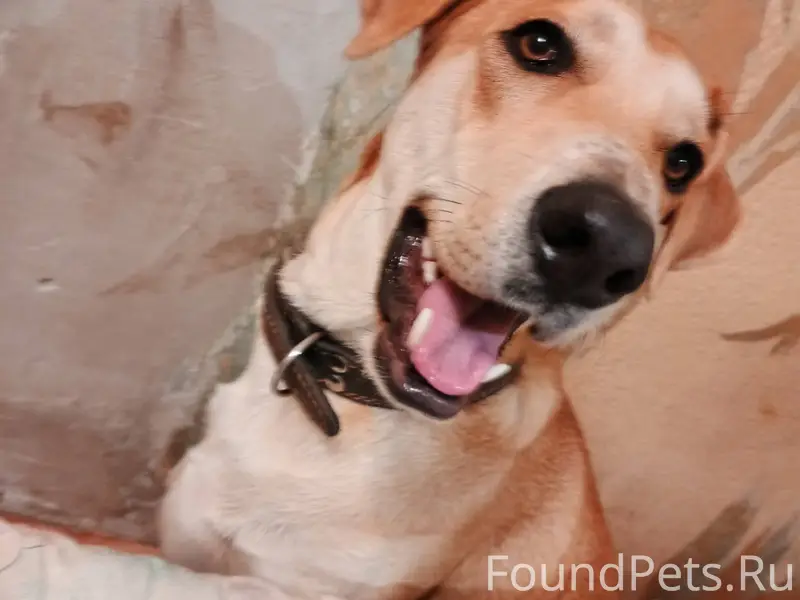 Потерялось собака в районе Пир...