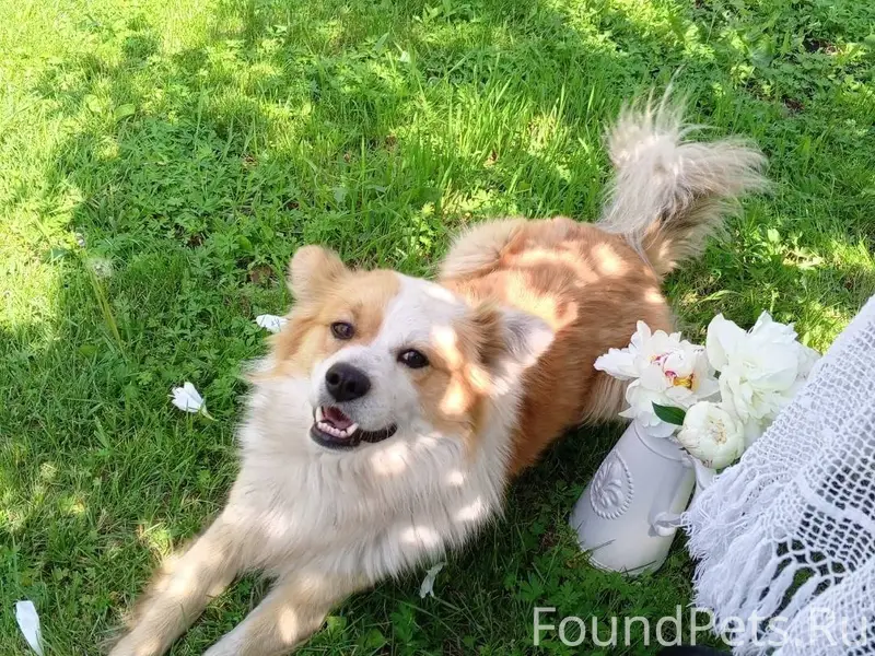 Пропала собака. Зовут Малыш.Пр...