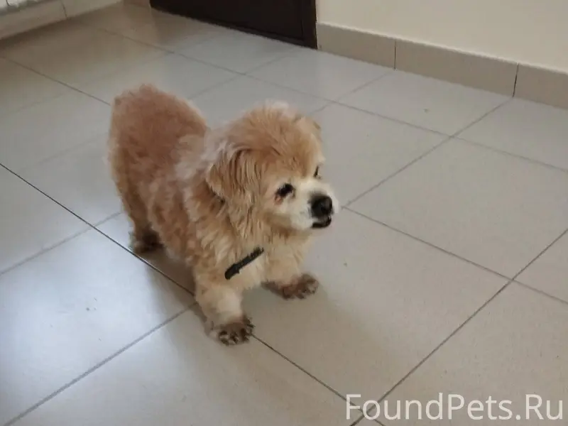 Найдена собака,бегала возле ЦГ...