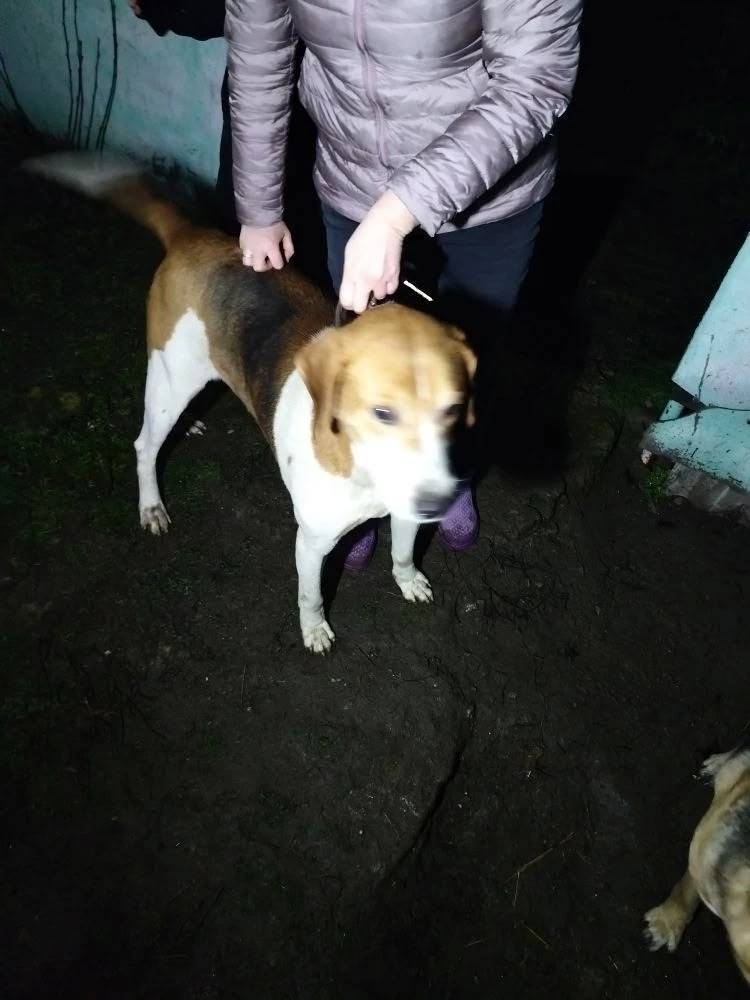 НАЙДЕНА СОБАКА ОХОТНИЧЬЯ!НА СО...