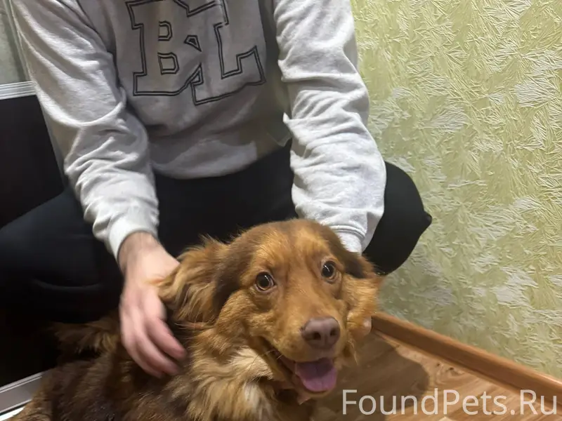 НАЙДЕНА СОБАКА! 12.12.2025 веч...