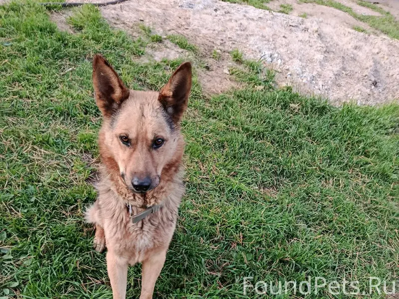 Потерялась собака, овчарка зов...
