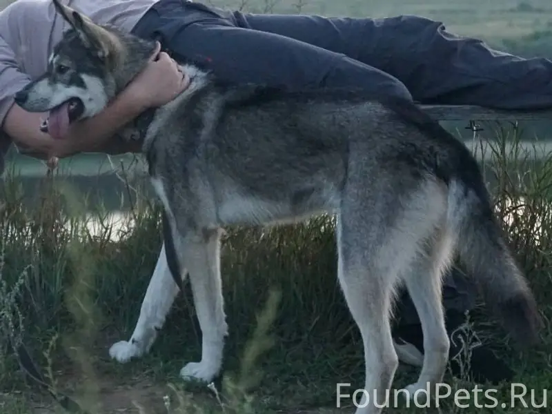 Добрый день , потерялась собак...