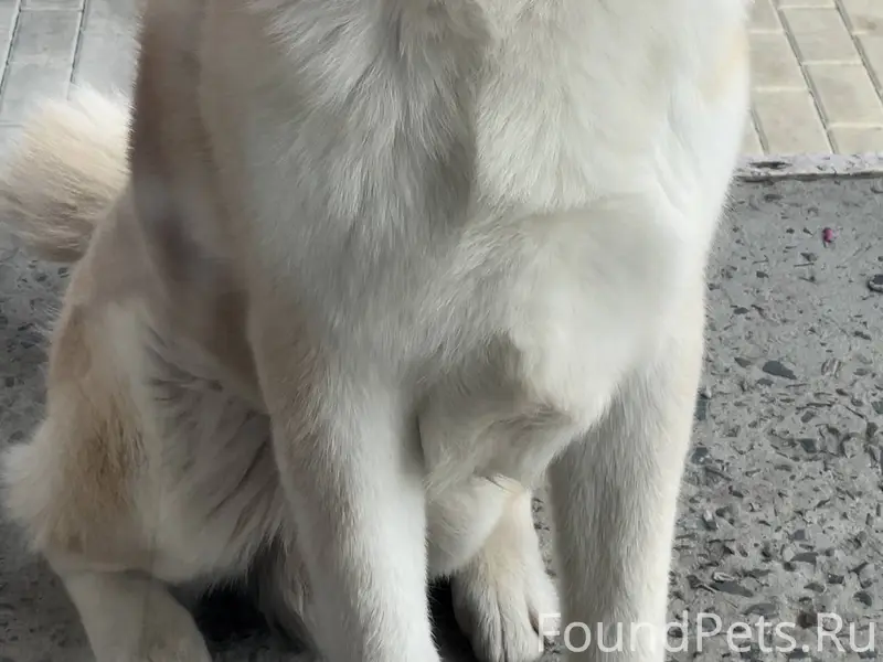 Пост временный❗️ Старый Оскол!...