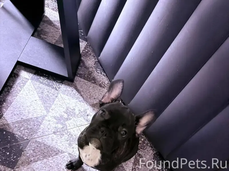 Здравствуйте пропала собака мо...