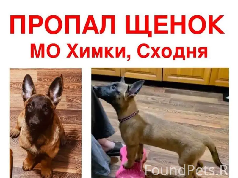 12 декабря убежала с участка н...