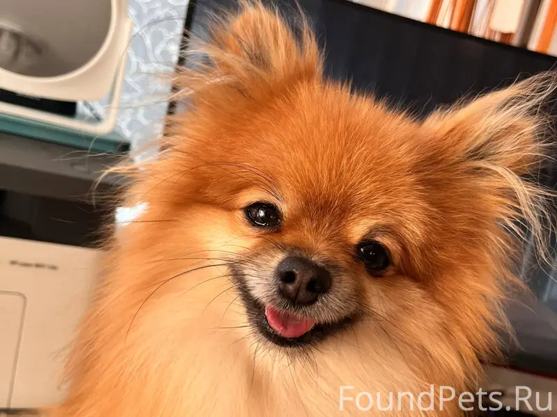 ‼️Пропала собака‼️ Пропал шпиц...