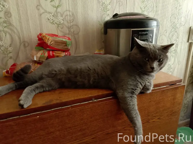 ПРОПАЛ КОТ!!!!!!!!!!!!!! В рай...