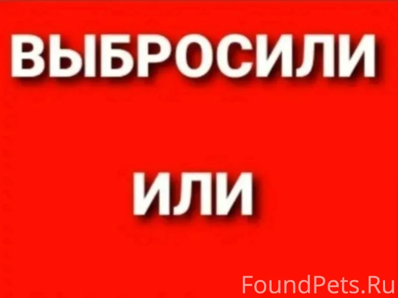 ПОТЕРЯШКА ИЛИ ВЫБРОСИЛИ? В одн...
