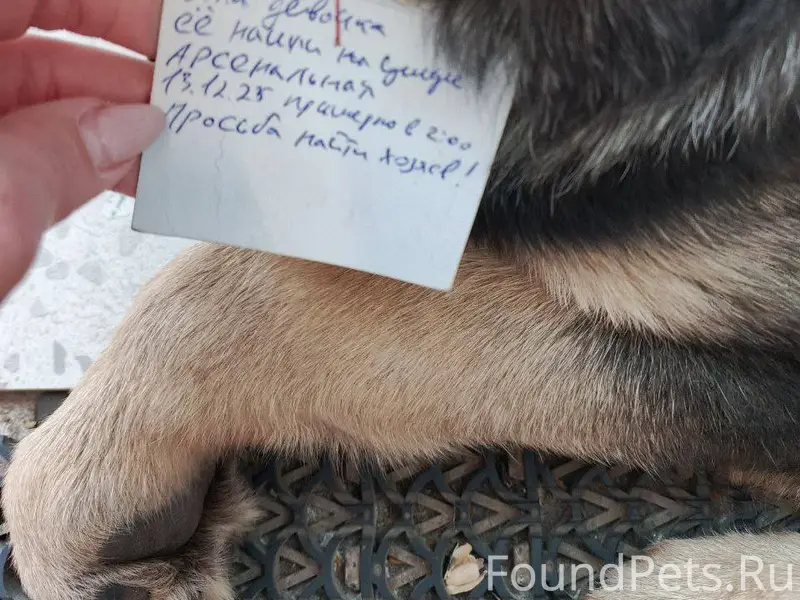 ПОТЕРЯШКА! Очень ждет своих хо...