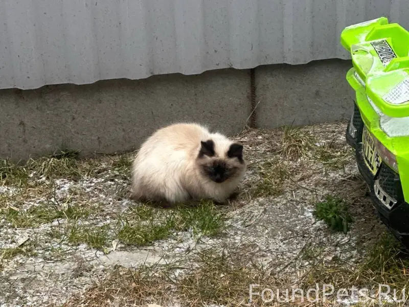 Найдена кошка, домашняя, ручна...