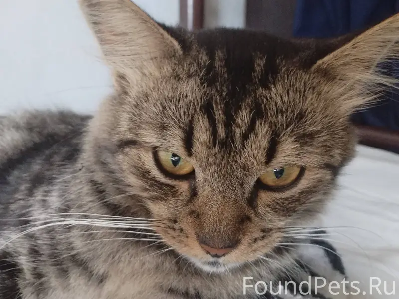 Все ещё ищу кота... пропал в.....