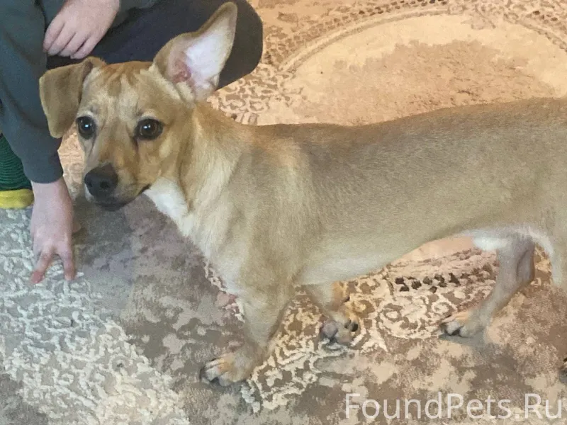 Добрый день! Чей потеряшка? Ви...