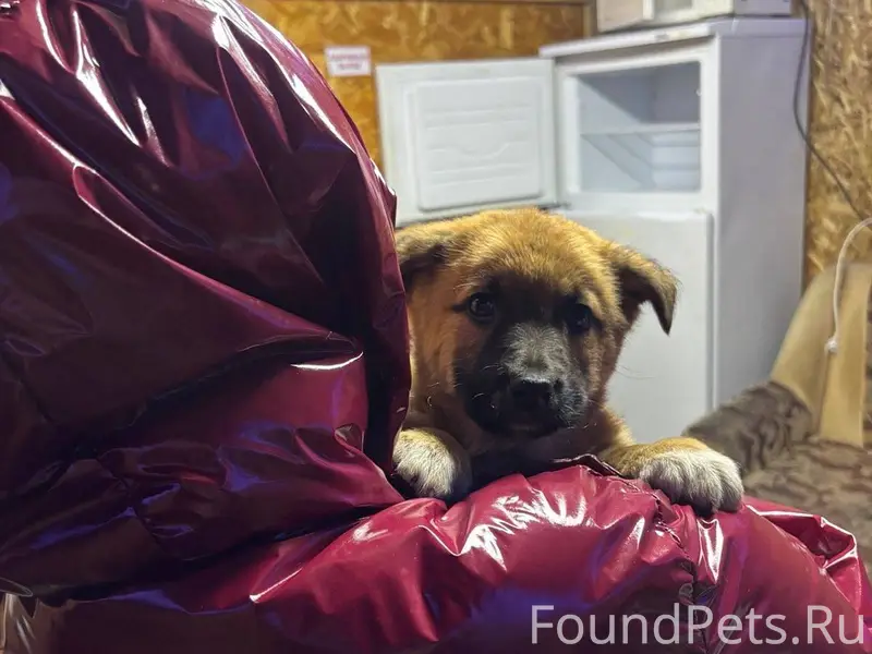 ПОМОГИТЕ НАЙТИ! Пропал щенок п...