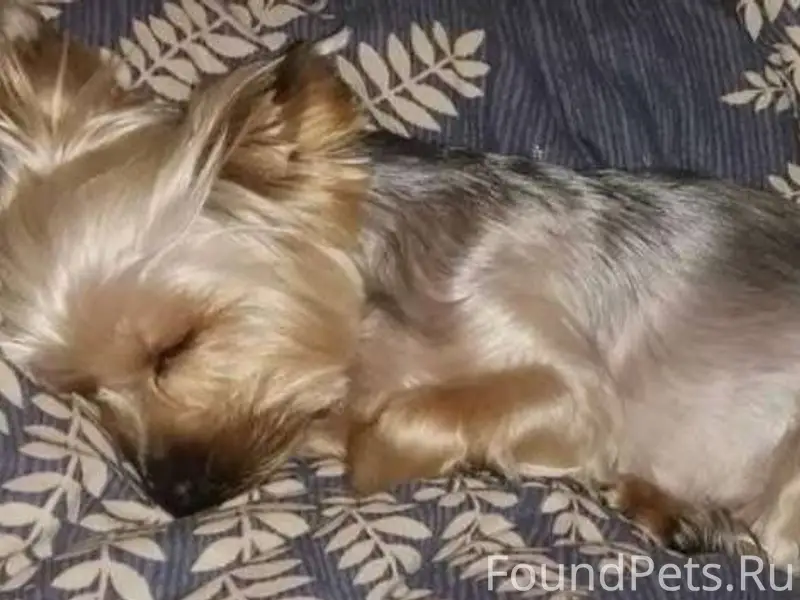 Потерялась собака-йоркширский ...