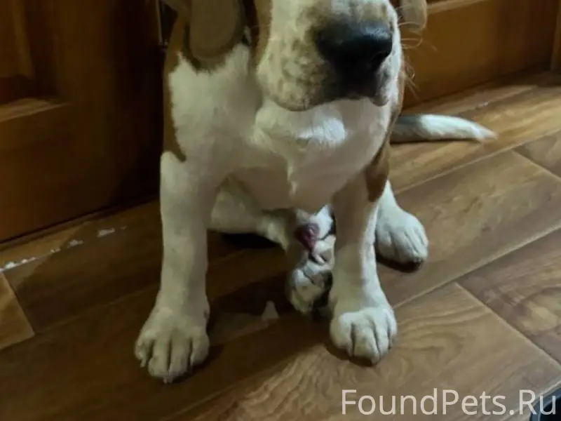 Помогаю информационно : Найден...