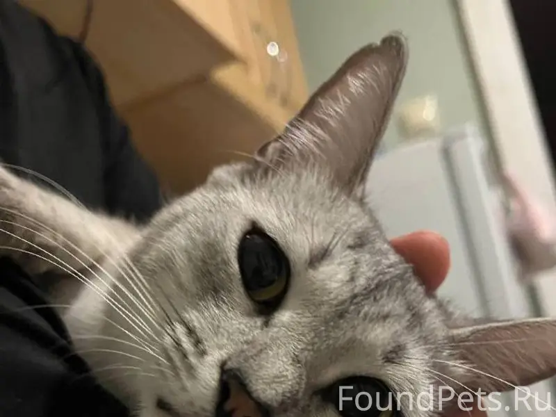 Помогите найти кошку. Примета-...