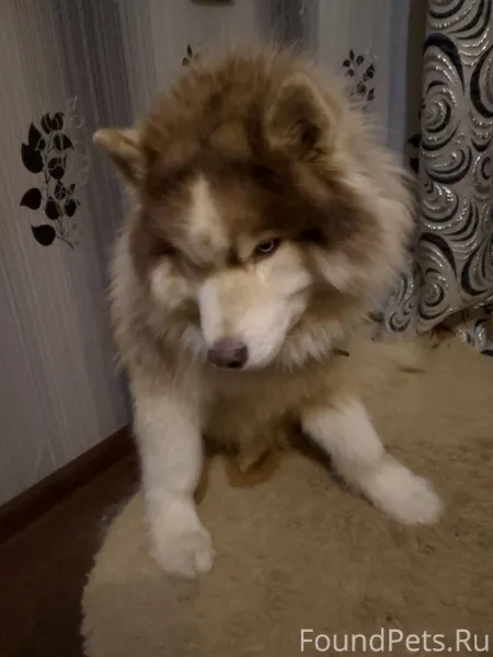 В Сомбатхее 14 декабря в воскр...