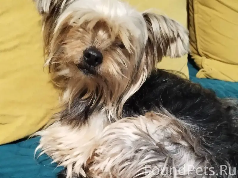 Мальчик Йорк стандартного разм...