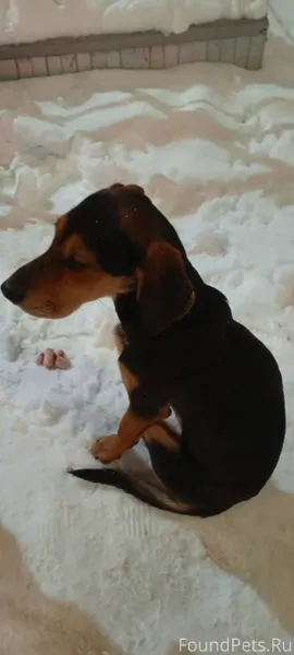 Найдена собака(девочка) в райо...