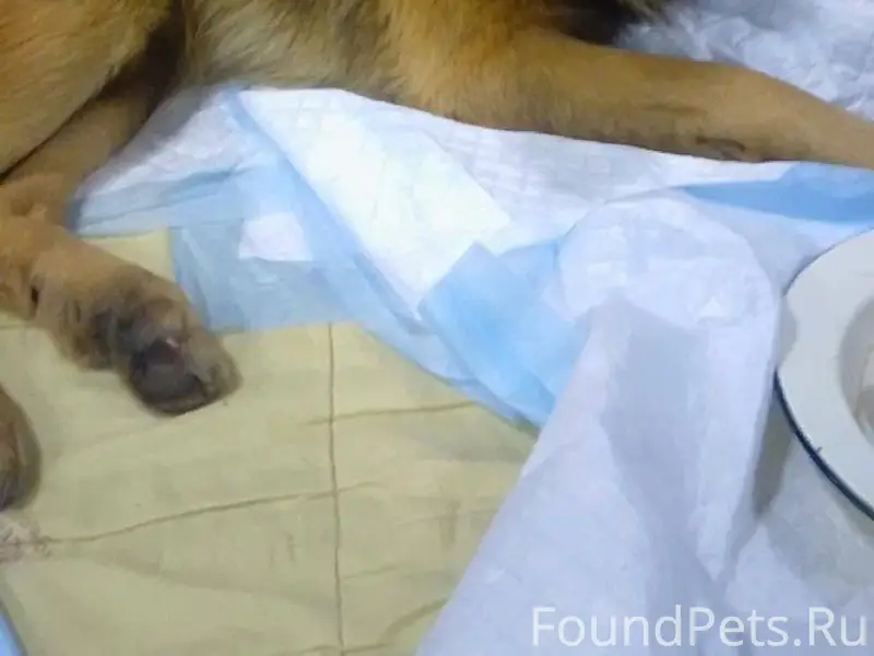 Срочно!С передержки убежал пес...