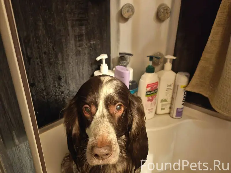 Найдена собака на дороге в рай...