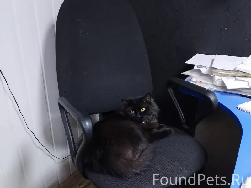 🆘🆘🆘🆘🆘 Помогите найти кошку! Пр...