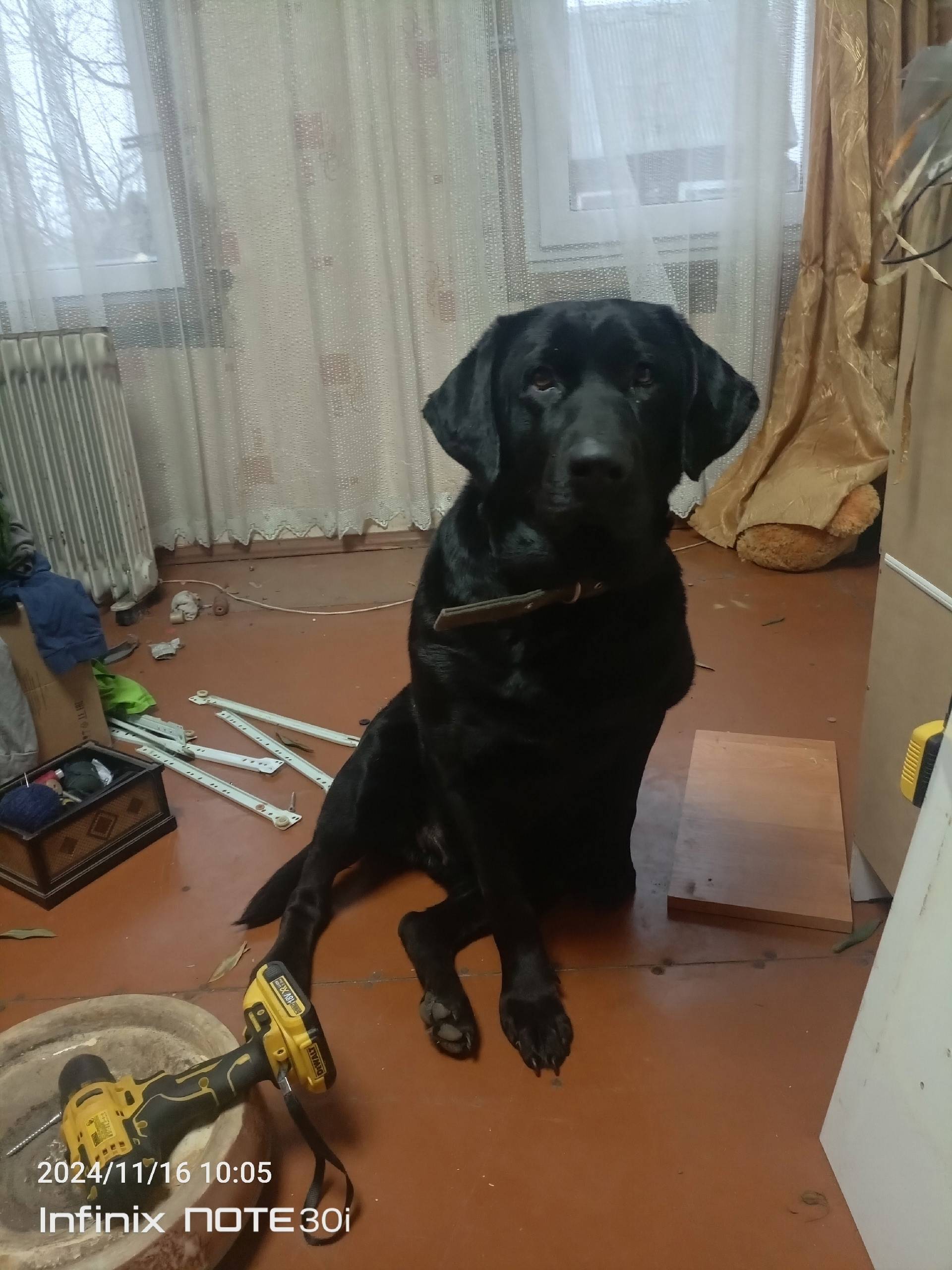 Пропала собака в районе Лаврин...