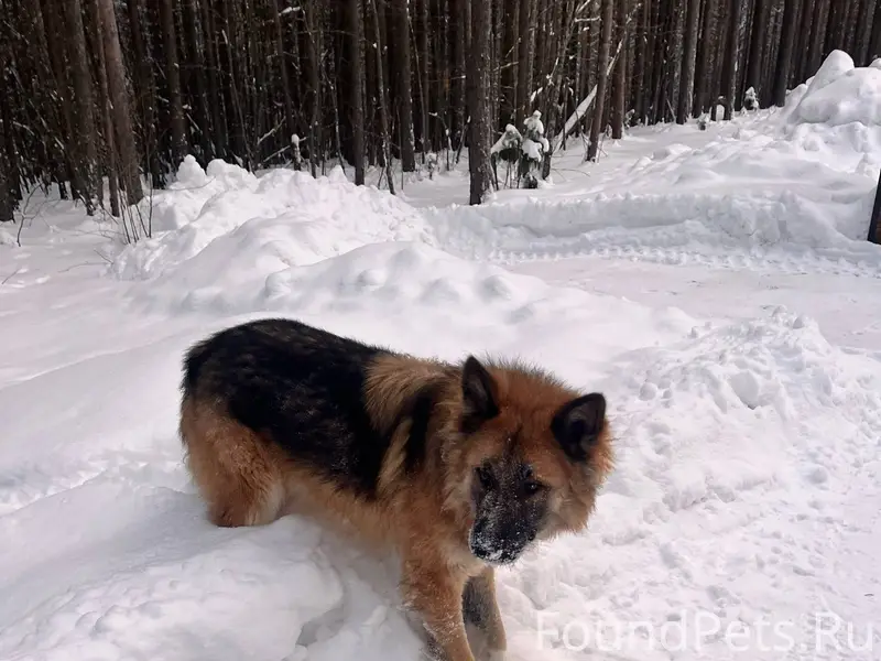 Встретили в парке красивого, к...