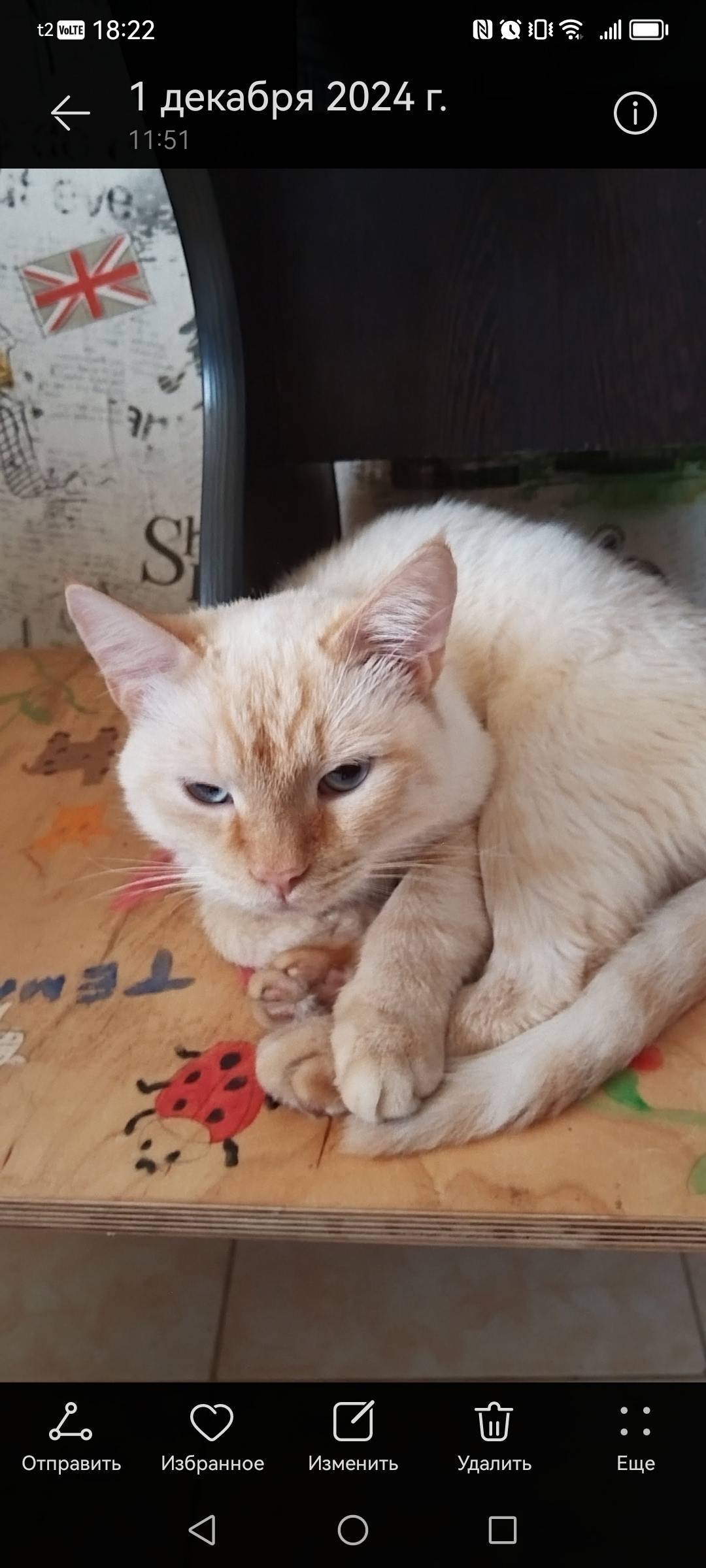 Здравствуйте,пропал кот,отклик...