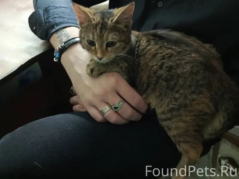 Найдена кошка, 4 - 5 мес, напр...