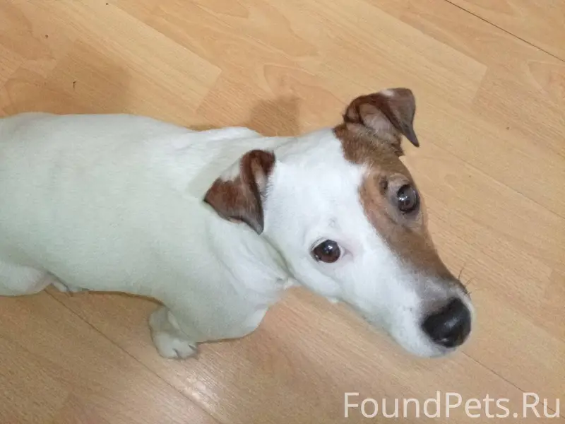 Потерялась собака, умчалась вс...