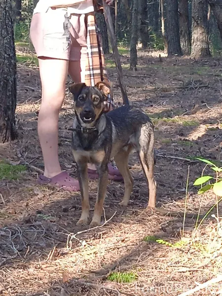 Пропала собака! Молодой кобель...