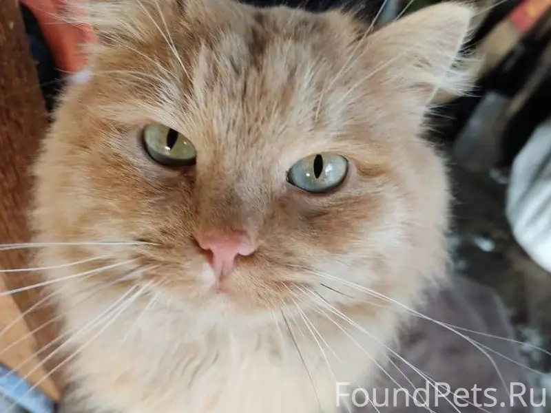 Пропал рыжий кот. Возможно дет...