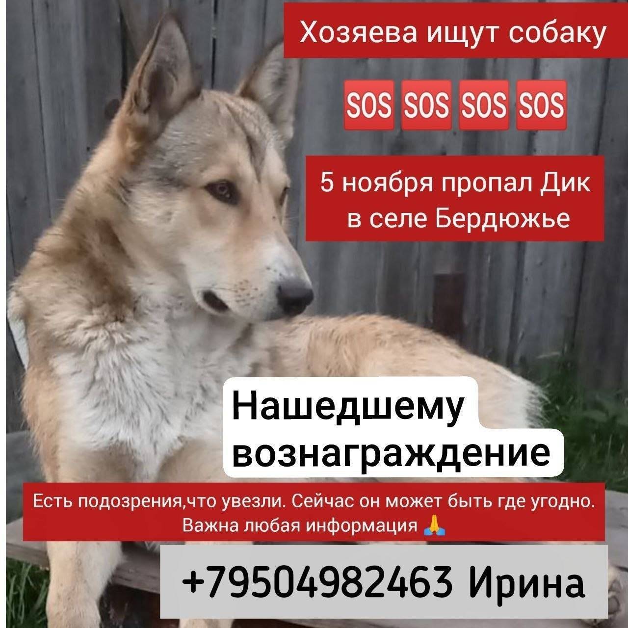 Срочно ❗❗❗ ноября пропала соба...