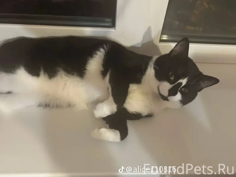 Пропал кот зовут Феликс Уборев...