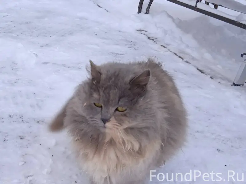 ❗Найдена кошка. Район остановк...