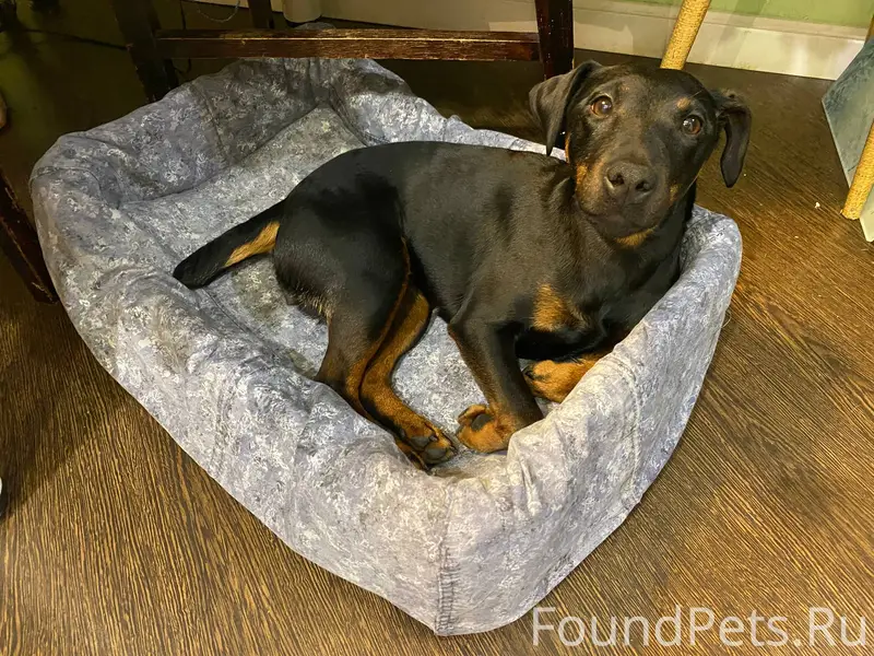 Потерялась собака в районе ули...