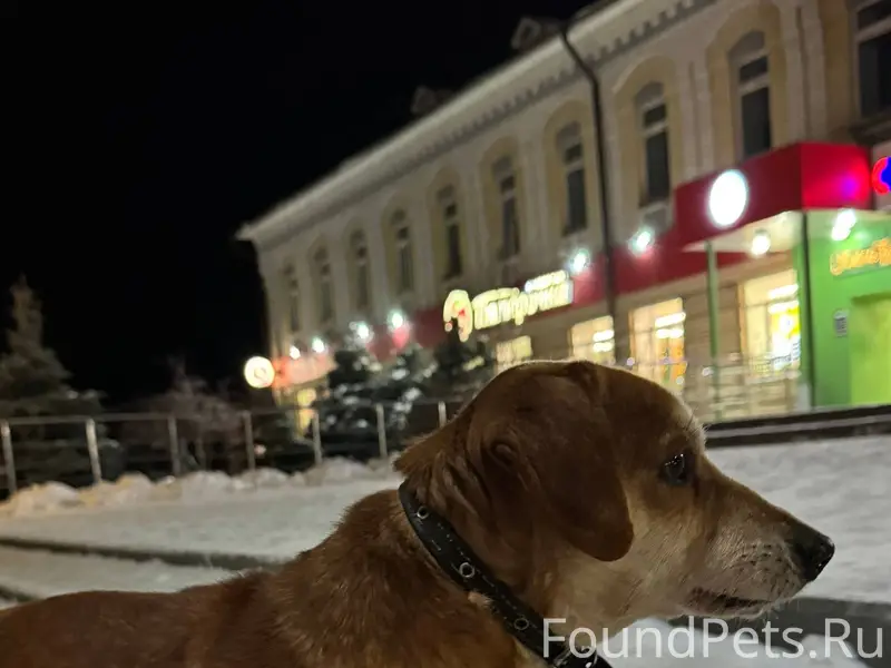 В районе Смарта бегает собака,...